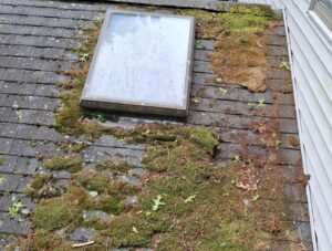 Stop Moss Growing on Your Roof